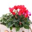 Cyclamen Wooden Sqaure Heart Bedding Planter - Design 2Alternative Image2