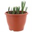 Daffodil Mixed 6.5L Potted Bulbs Bedding Alternative Image1