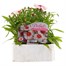 Dianthus Diana Red Centred White 6 Pack Boxed Bedding Alternative Image1