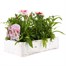 Dianthus Diana Red Centred White 6 Pack Boxed Bedding Alternative Image3