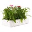 Dianthus Diana Red Centred White 6 Pack Boxed Bedding Alternative Image4