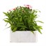 Dianthus Diana Red Centred White 6 Pack Boxed Bedding Alternative Image2