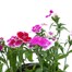 Dianthus Ideal Mixed 2L Pot BeddingAlternative Image1