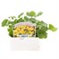 Doronicum Easter Daisy 6 Pack Boxed BeddingAlternative Image1