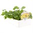 Doronicum Easter Daisy 6 Pack Boxed BeddingAlternative Image3