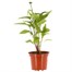 Echinacea Prarie Splendour Rose 3L Pot BeddingAlternative Image1