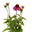Echinacea Prarie Splendour Rose 3L Pot BeddingAlternative Image2