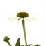 Echinacea Prarie Splendour White 3L Pot BeddingAlternative Image2
