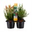 Garden Mix Winter Hardy Shrubs with Carry Handle - 6 x 9cm PotsAlternative Image1