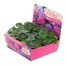 Geranium F1 Hybrids Candyfloss Mixed 20 Baby Bedding Cell Plug PlantsAlternative Image1