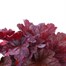 Heuchera Berry Smoothie 2 Litre Pot Bedding Alternative Image2