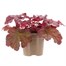 Heuchera Berry Smoothie 2 Litre Pot Bedding Alternative Image1