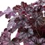 Heuchera Blackberry Jam 2L Pot BeddingAlternative Image2