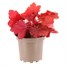 Heuchera Forever Autumn 2L Pot Bedding Alternative Image1