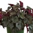 Heuchera Hollywood 2L Pot BeddingAlternative Image1