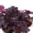 Heuchera Midnight Rose 2L Pot Bedding Alternative Image2