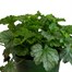 Heuchera Paris 2L Pot BeddingAlternative Image1