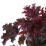 Heuchera Purple Petticoats 2L Pot BeddingAlternative Image2