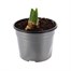 Hyacinth City Of Harlem Spring Bulbs 10.5cm Potted Bulbs BeddingAlternative Image1