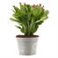 Christmas Cactus (Pink) Indoor Festive Houseplant - 12cm PotAlternative Image1