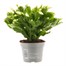 Christmas Cactus (White) Indoor Festive Houseplant - 12cm PotAlternative Image1