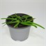 Ipheon Rold Fiedler 10.5cm Potted Bulbs BeddingAlternative Image1