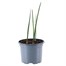 Iris Lion King Spring Bulbs 10.5cm Potted Bulbs BeddingAlternative Image1