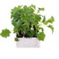 Kale Borecole 12 Pack Boxed VegetablesAlternative Image1