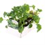 Kale Borecole 12 Pack Boxed VegetablesAlternative Image2