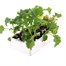 Kale Borecole 12 Pack Boxed VegetablesAlternative Image3