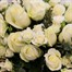 Luxury White Rose Valentine's Day Floral Hand Tied BouquetAlternative Image2