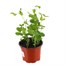 Peas Mange Toute Oregan Sugar 10.5cm vegetable Pot BeddingAlternative Image1