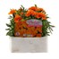 Marigold French Durango Tangerine 6 Pack Boxed BeddingAlternative Image1