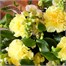 Mother's Day Spring Sunshine Hand Tied Floral BouquetAlternative Image2