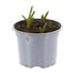 Muscari Hyacinth Blue Spike Spring Bulbs 10.5cm Potted Bulbs BeddingAlternative Image1