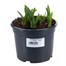 Narcissus Boucle Double Tete a Tete Spring Bulbs 13cm Potted Bulbs BeddingAlternative Image1