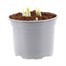 Narcissus Minnow Spring Bulbs 10.5cm Potted Bulbs BeddingAlternative Image1