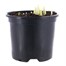 Narcissus Minnow Spring Bulbs 13cm Potted Bulbs BeddingAlternative Image1