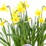 Narcissus Tete a Tete Small Wicker Bulb BasketAlternative Image1