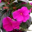 New Guinea Hybrid Impatiens Lilac 13cm Pot BeddingAlternative Image2