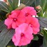New Guinea Hybrid Impatiens Pink 13cm Pot BeddingAlternative Image2