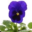 Pansy F1 Blue with Blotch 10.5cm Pot Bedding Alternative Image1