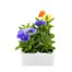 Pansy F1 Clarity 6 Pack Boxed BeddingAlternative Image2