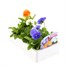 Pansy F1 Clarity 6 Pack Boxed BeddingAlternative Image3