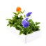 Pansy F1 Clarity 6 Pack Boxed BeddingAlternative Image4