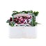 Pansy F1 Cassis Kinght 6 Pack Boxed BeddingAlternative Image1