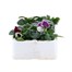 Pansy F1 Cassis Kinght 6 Pack Boxed BeddingAlternative Image2