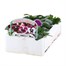 Pansy F1 Cassis Kinght 6 Pack Boxed BeddingAlternative Image3