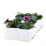 Pansy F1 Cassis Kinght 6 Pack Boxed BeddingAlternative Image4