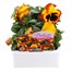 Pansy F1 Fire Surprise 6 Pack Boxed BeddingAlternative Image1